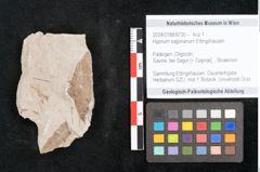 Foto (Objekt + Etikett) von Hypnum sagorianum Ettingshausen (NHMW-GEO-2024-0188-6730)